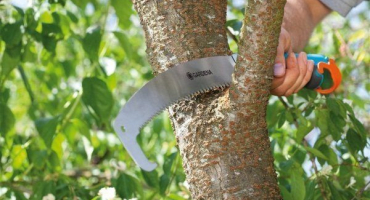 Jak a kdy prořezávat meruňku: kompletní průvodce